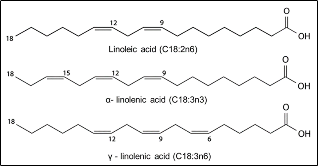 Linolsäure – Die Rolle der Linolsäure bei der Hautbarriere